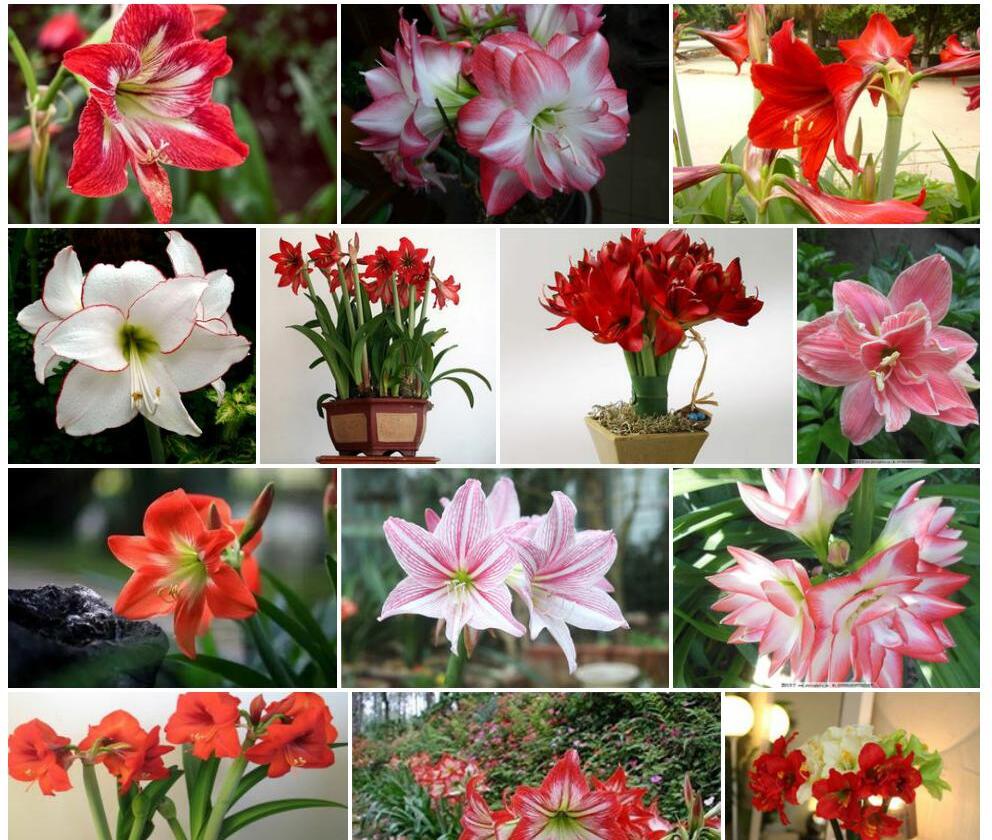花朱顶红Hippeastrum-vittatum图片