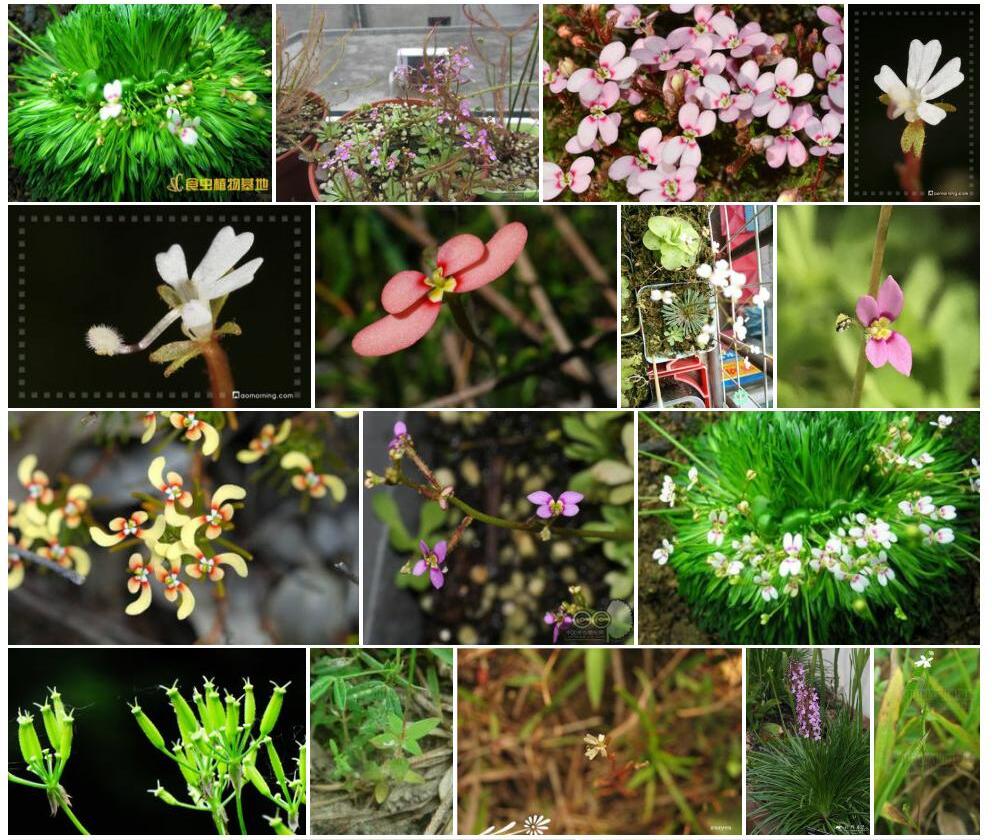 花柱草Stylidium-uliginosum图片