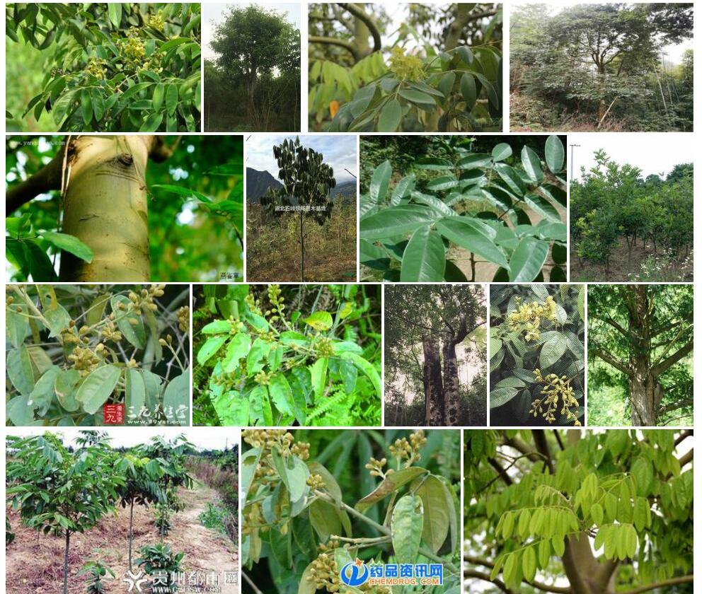 花榈木Ormosia-henryi图片