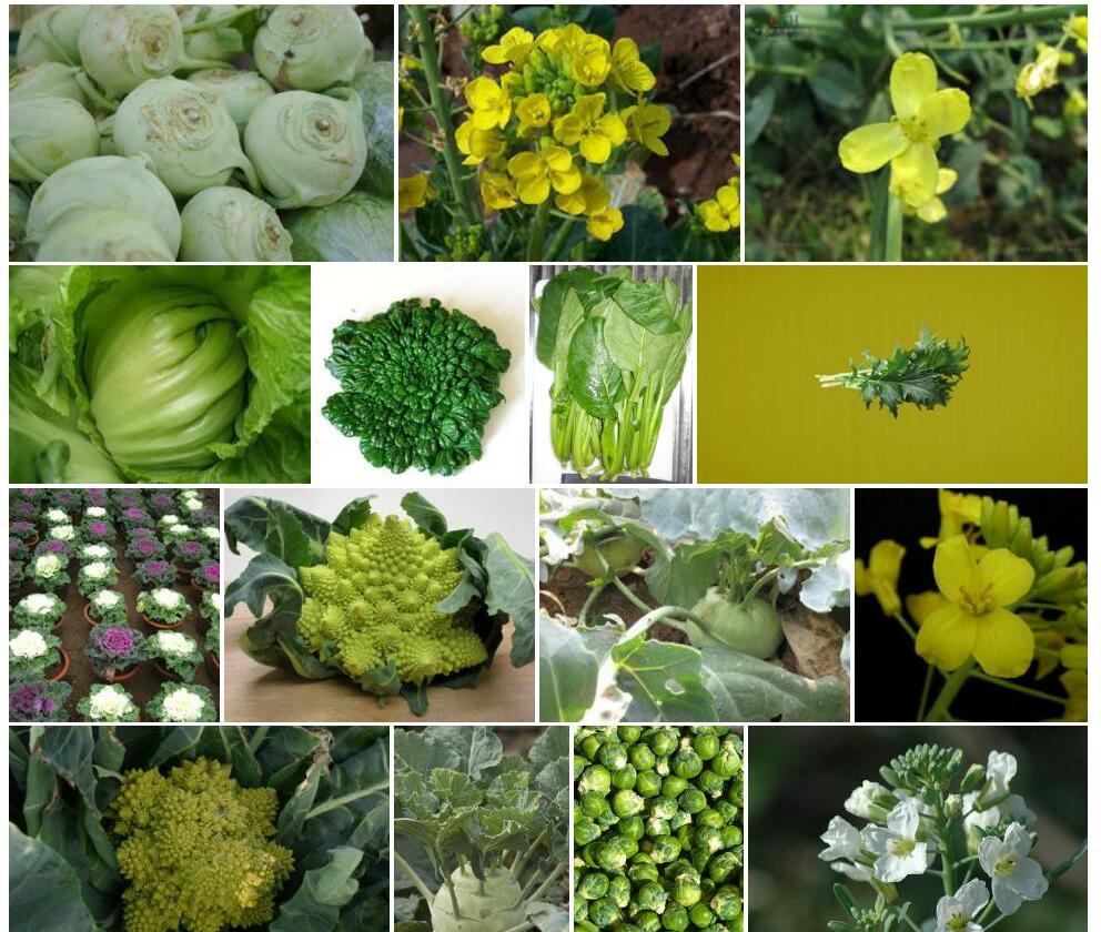 芸薹属Brassica图片