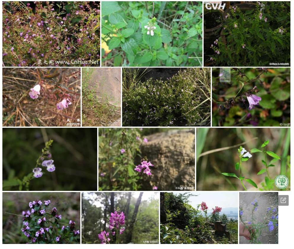 苏州荠苎Mosla-soochowensis图片