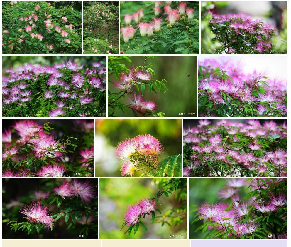 苏里南朱缨花Calliandra-surinamensis图片