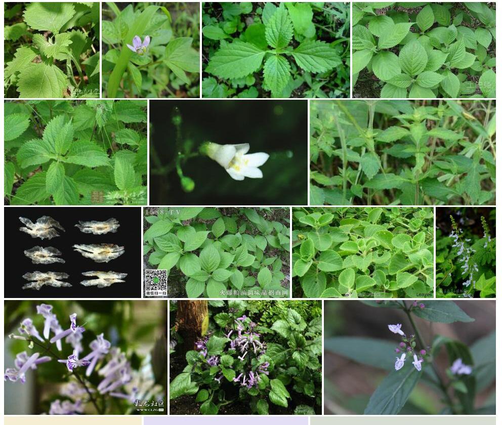 苣苔香茶菜Rabdosia-gesneroides图片