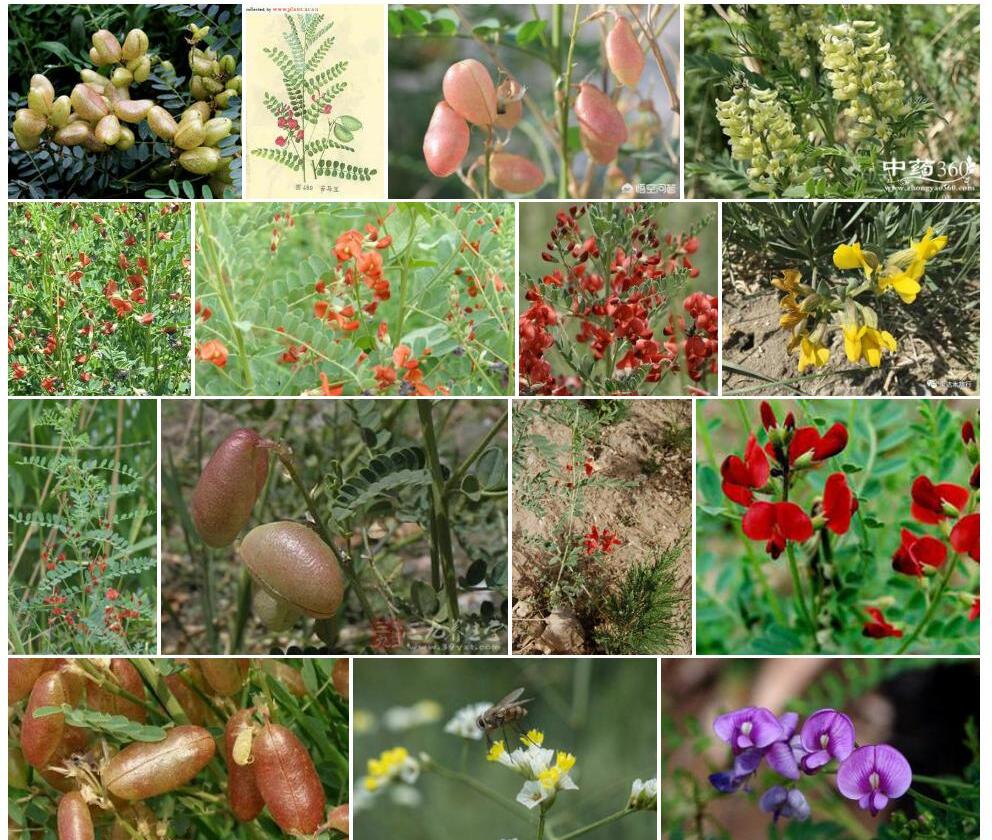 苦马豆Sphaerophysa-salsula图片