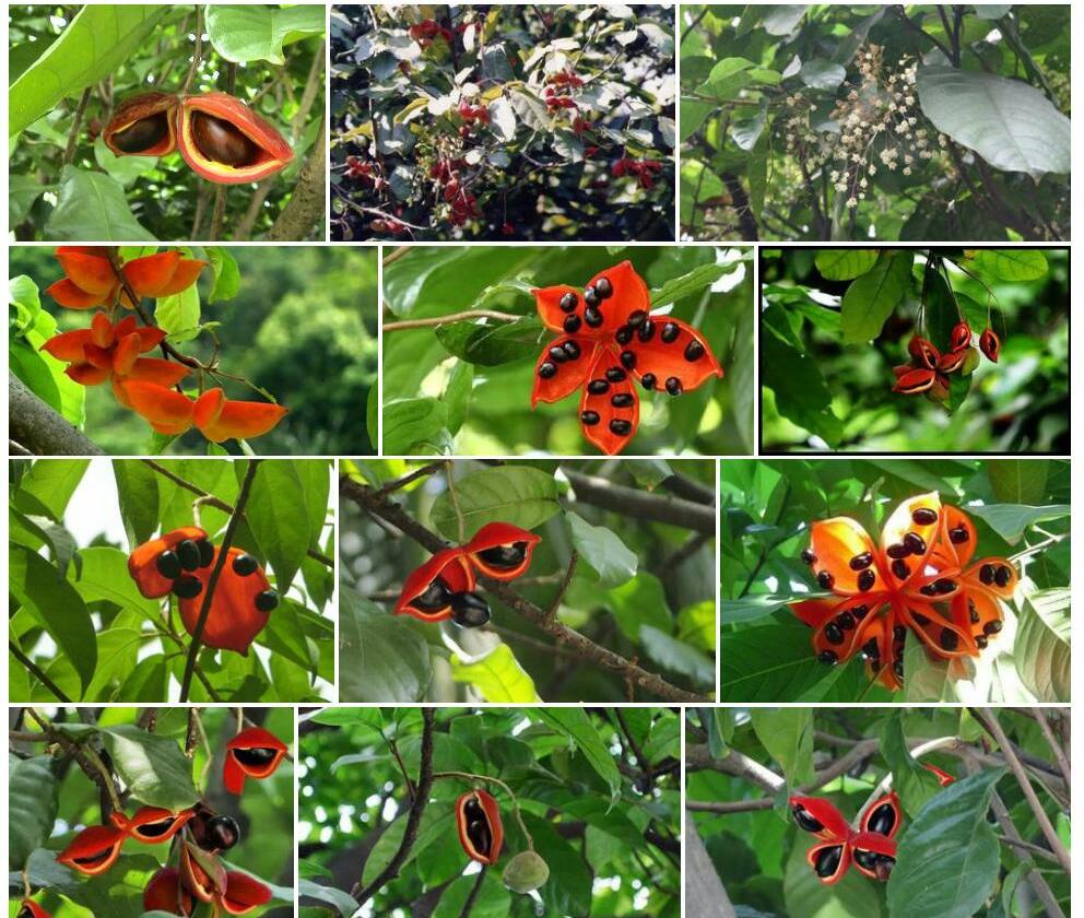 苹婆猴欢喜Sloanea-sterculiacea图片