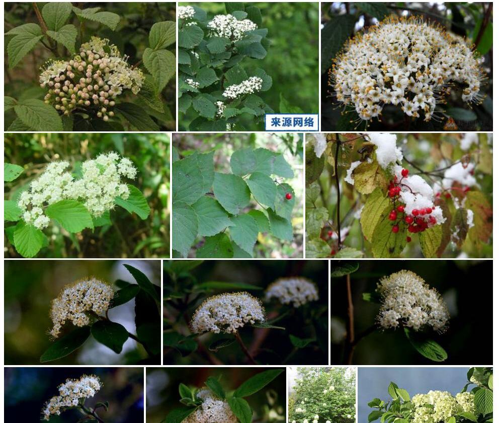 苹果叶荚蒾Viburnum-corymbiflorum-subsp.-malifolium图片