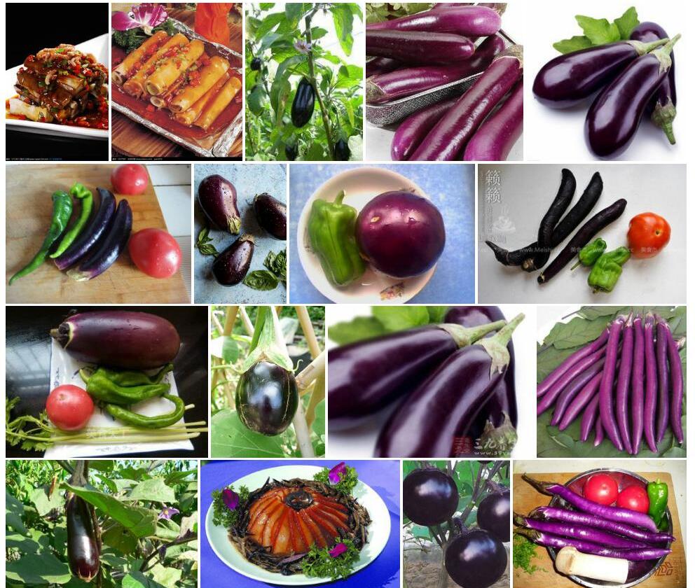 茄Solanum-melongena-var.-serpentinum图片