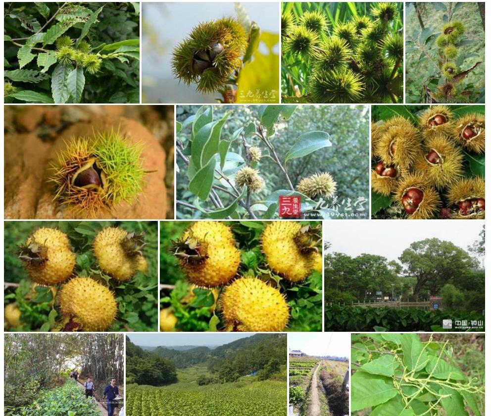 茅栗Castanea-seguinii图片