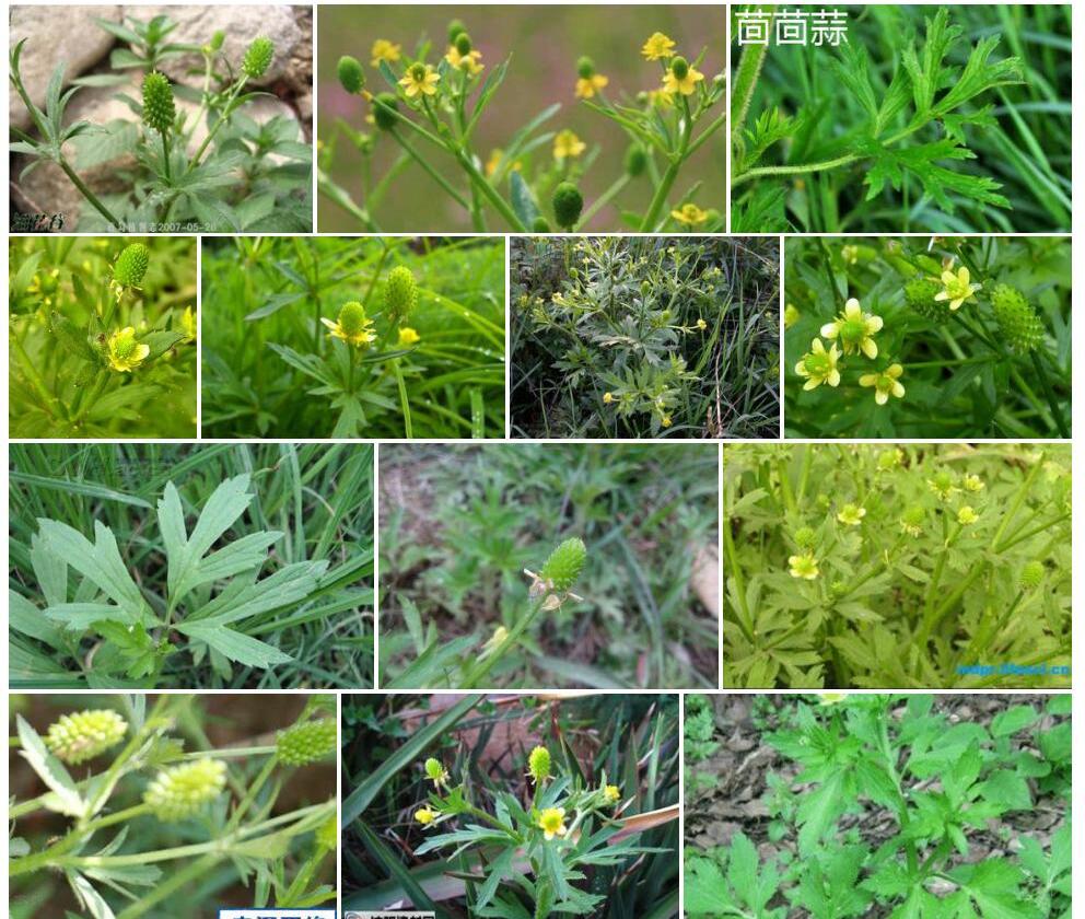 茴茴蒜Ranunculus-chinensis图片