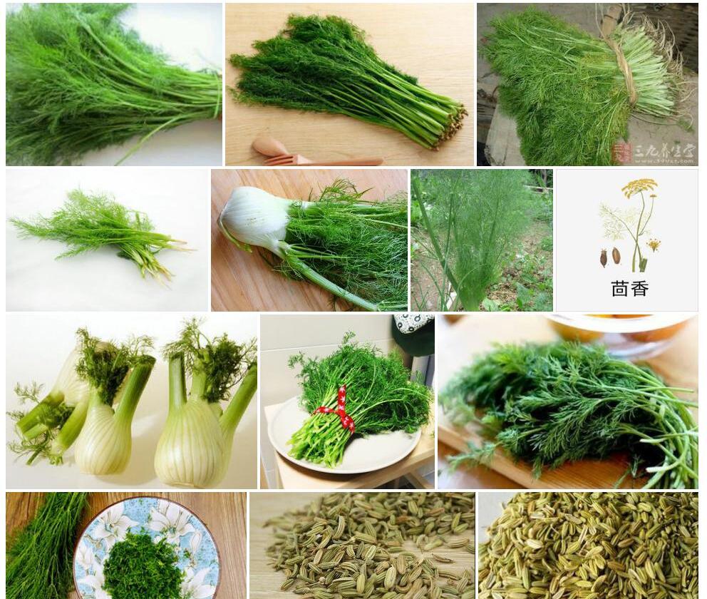 茴香Foeniculum-vulgare图片