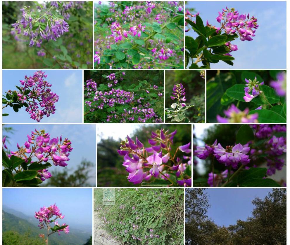 草山杭子梢Campylotropis-prainii图片