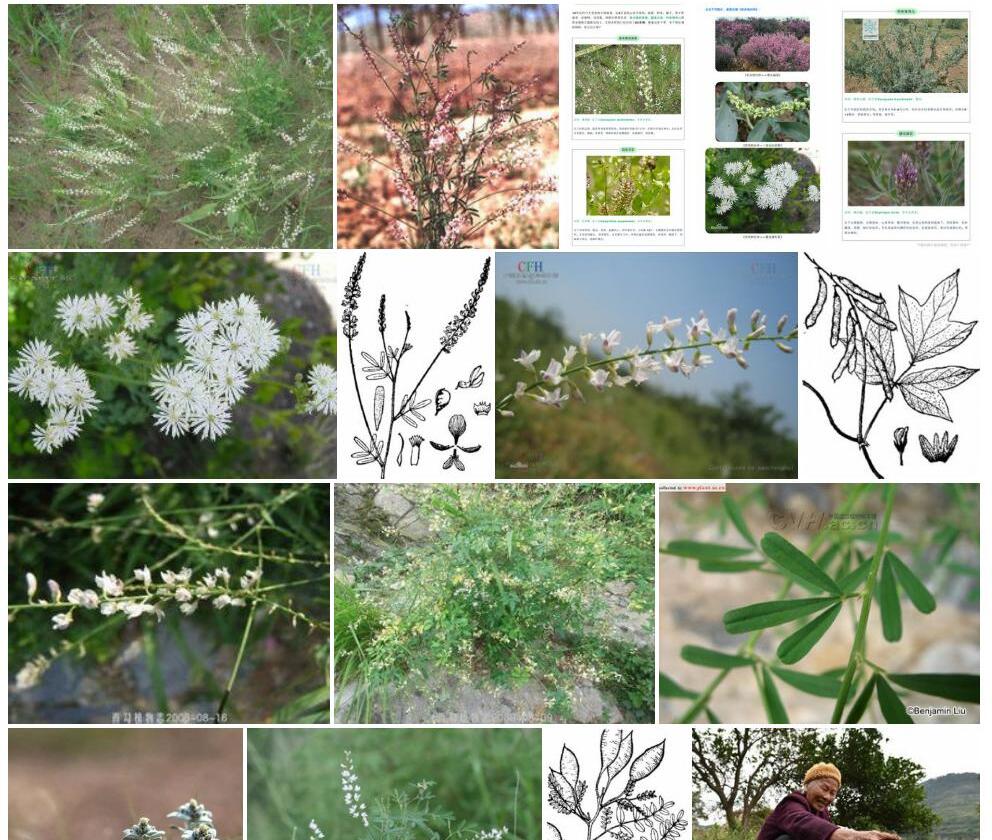 草木樨状黄耆Astragalus-melilotoides图片