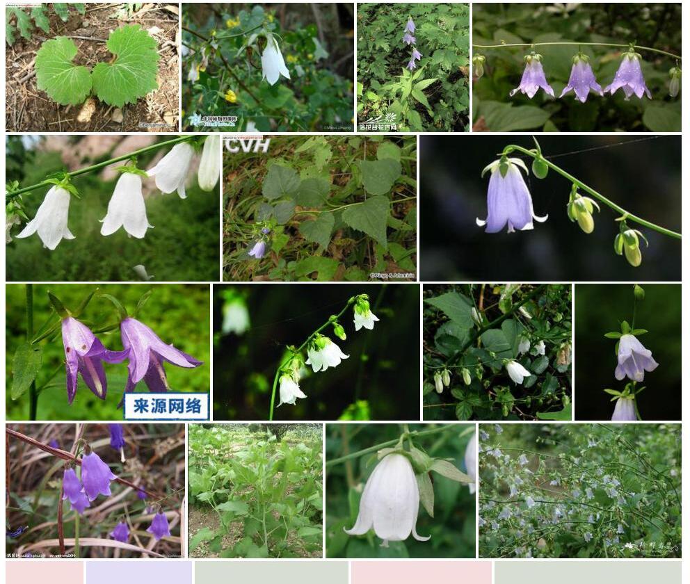 荠苨Adenophora-trachelioides图片