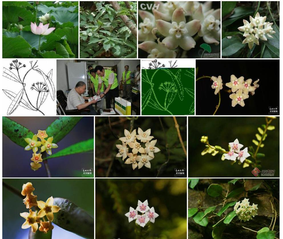 荷秋藤Hoya-lancilimba图片