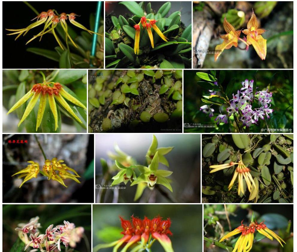 莲花卷瓣兰Bulbophyllum-hirundinis图片