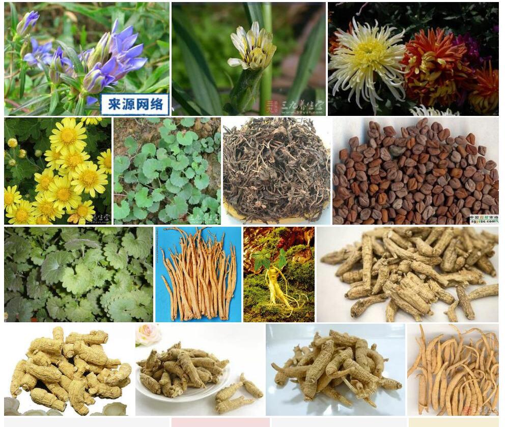 菊花参Gentiana-sarcorrhiza图片