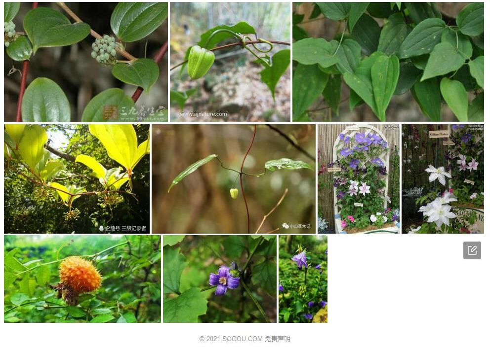 菝葜叶铁线莲Clematis-loureiroana图片