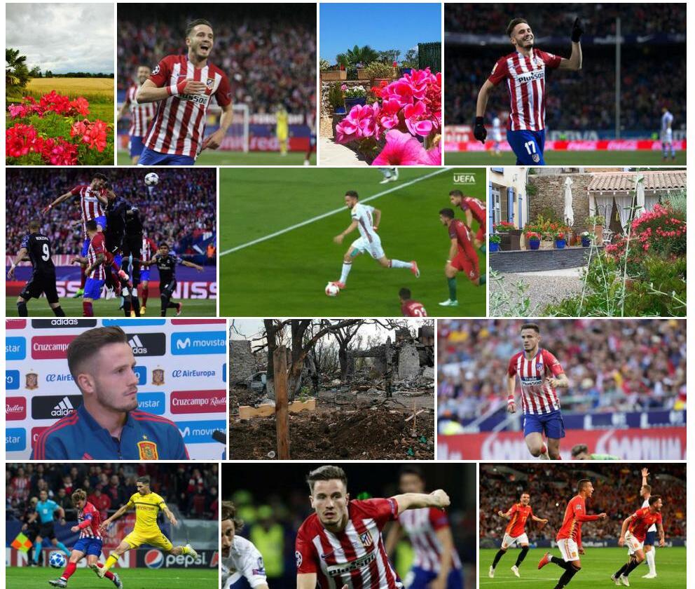 萨乌尔棘豆Oxytropis-saurica图片