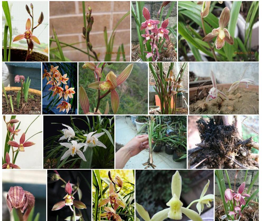 落叶兰Cymbidium-defoliatum图片
