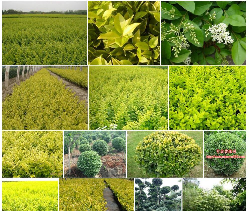 落叶女贞Ligustrum-lucidum-f.-latifolium图片