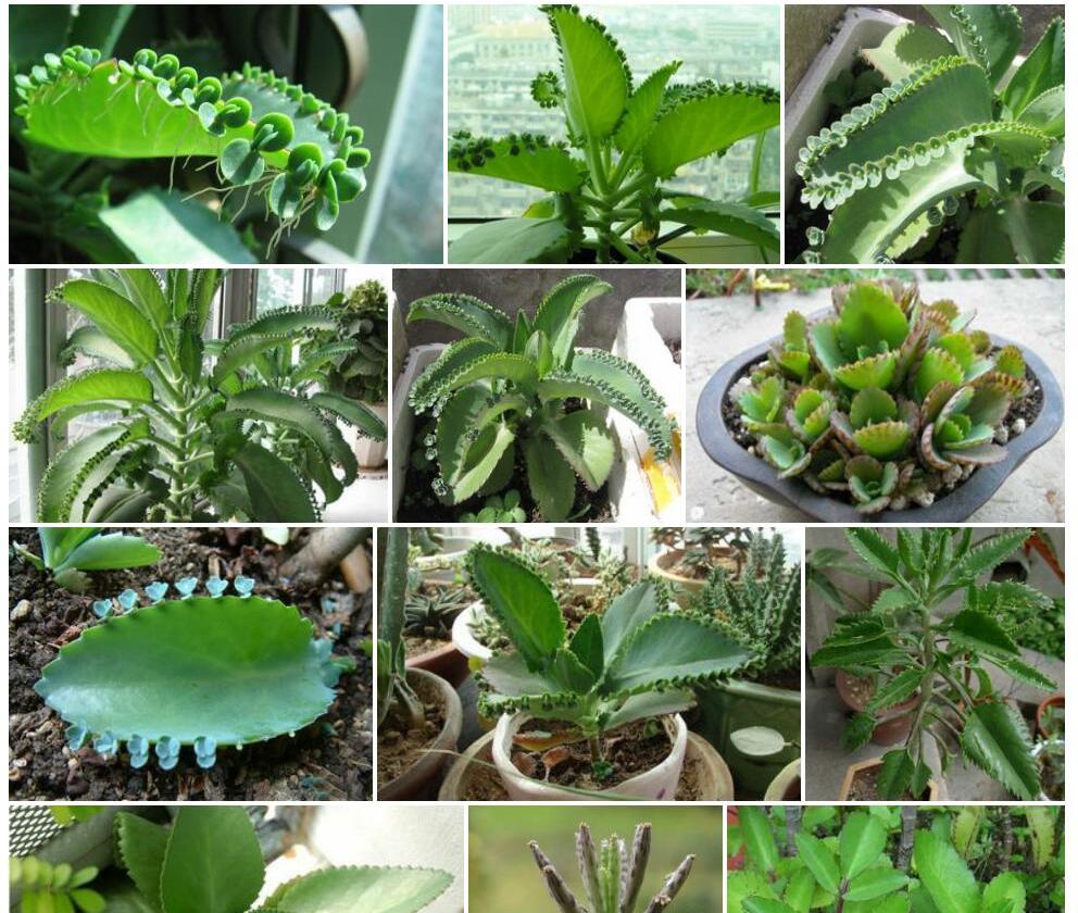 落地生根Bryophyllum-pinnatum图片