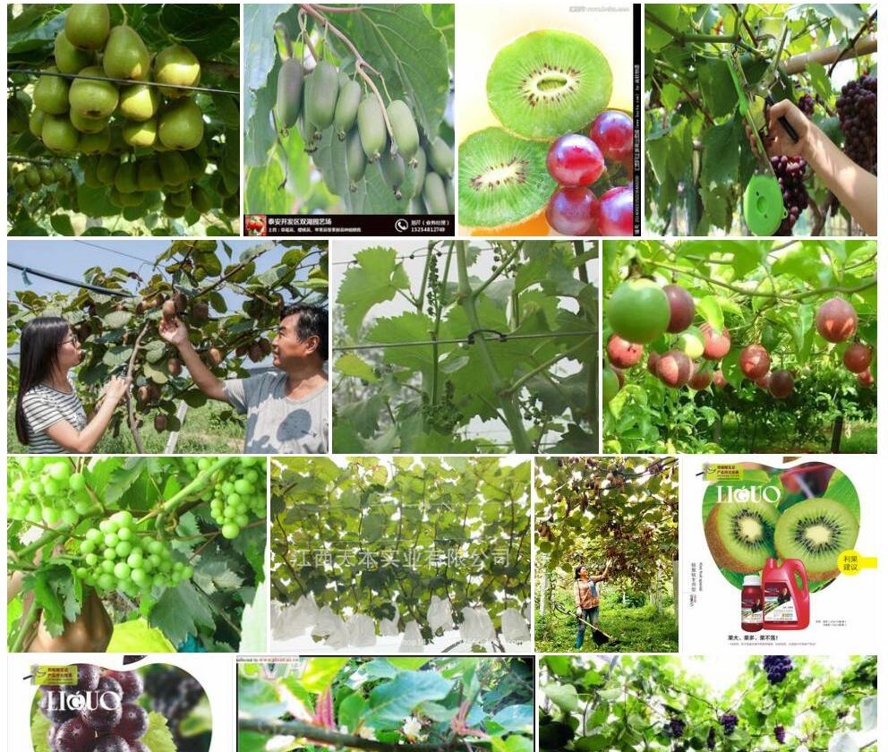 葡萄叶猕猴桃Actinidia-vitifolia图片