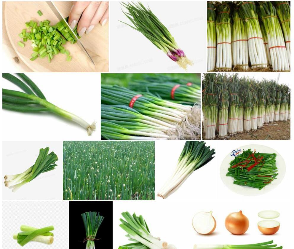 葱Allium-fistulosum图片