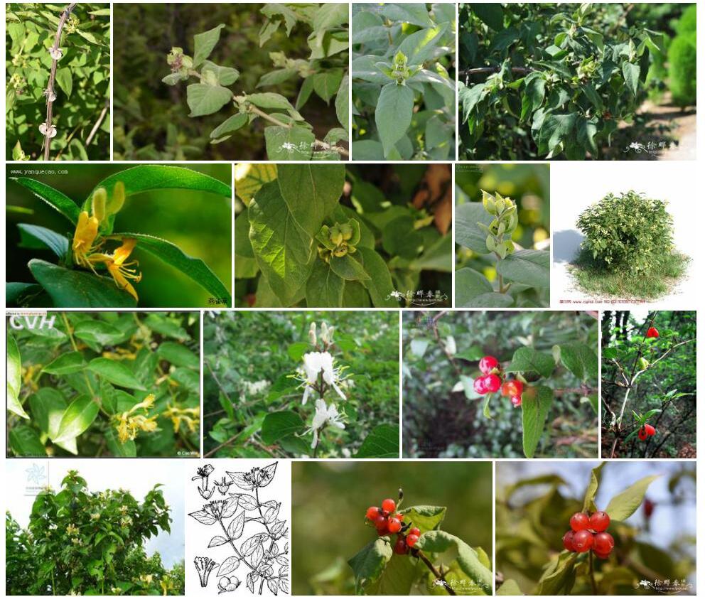 葱皮忍冬Lonicera-ferdinandii图片