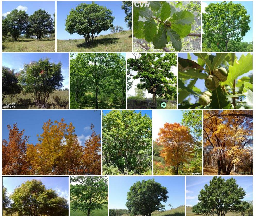 蒙古栎Quercus-mongolica图片