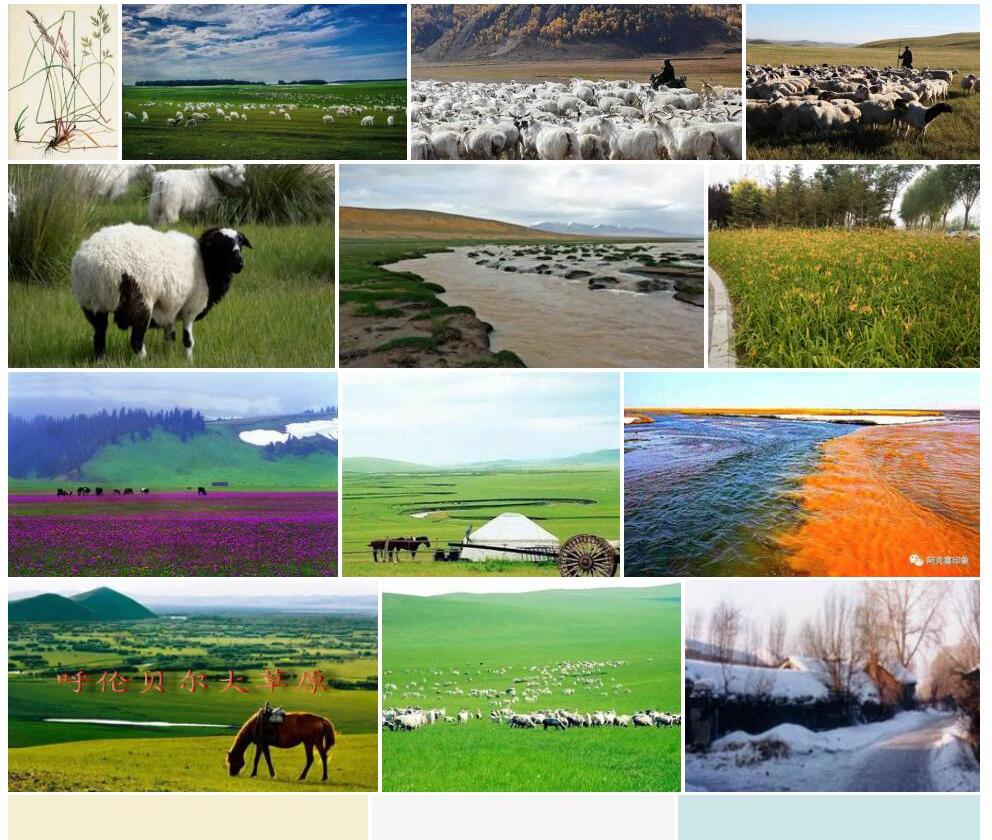 蒙古羊茅Festuca-dahurica-subsp.-mongolica图片