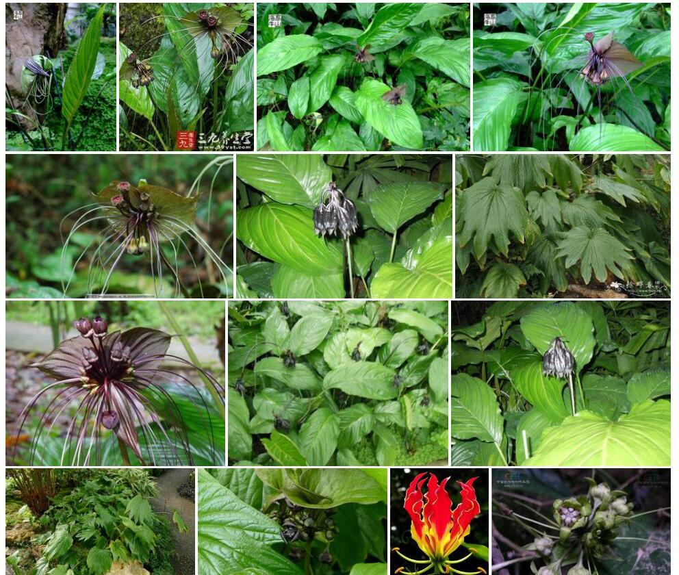 蒟蒻薯科Taccaceae图片