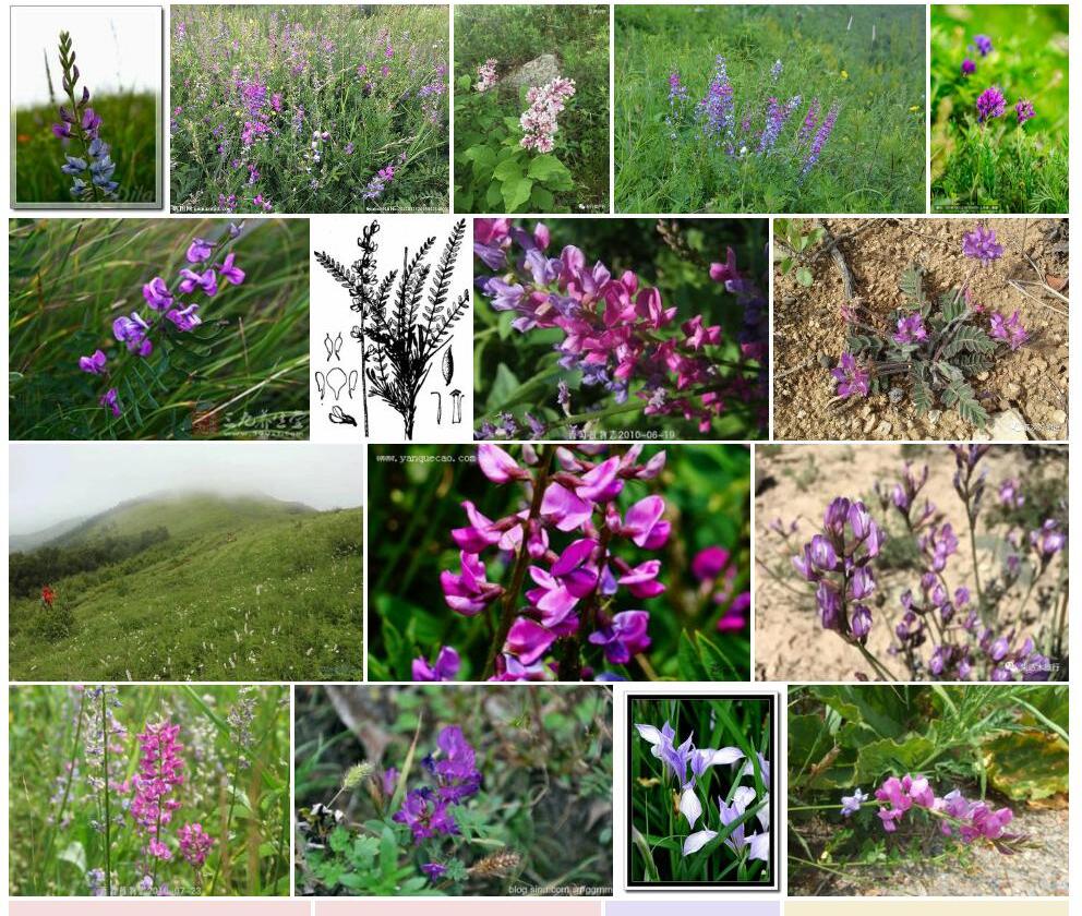 蓝垂花棘豆Oxytropis-penduliflora图片