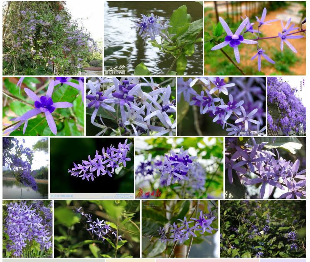 蓝花藤Petrea-volubilis图片