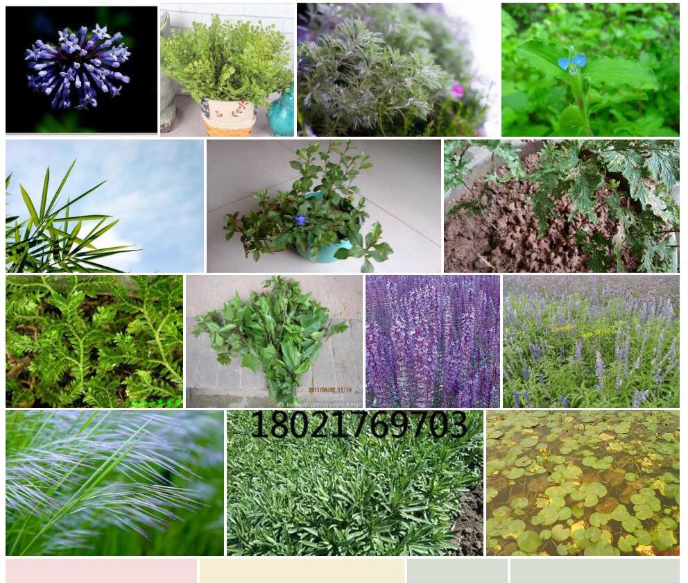 蓝花车叶草Asperula-orientalis图片