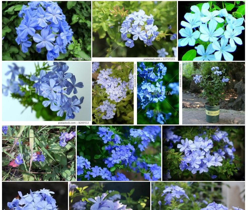 蓝雪花属Ceratostigma图片
