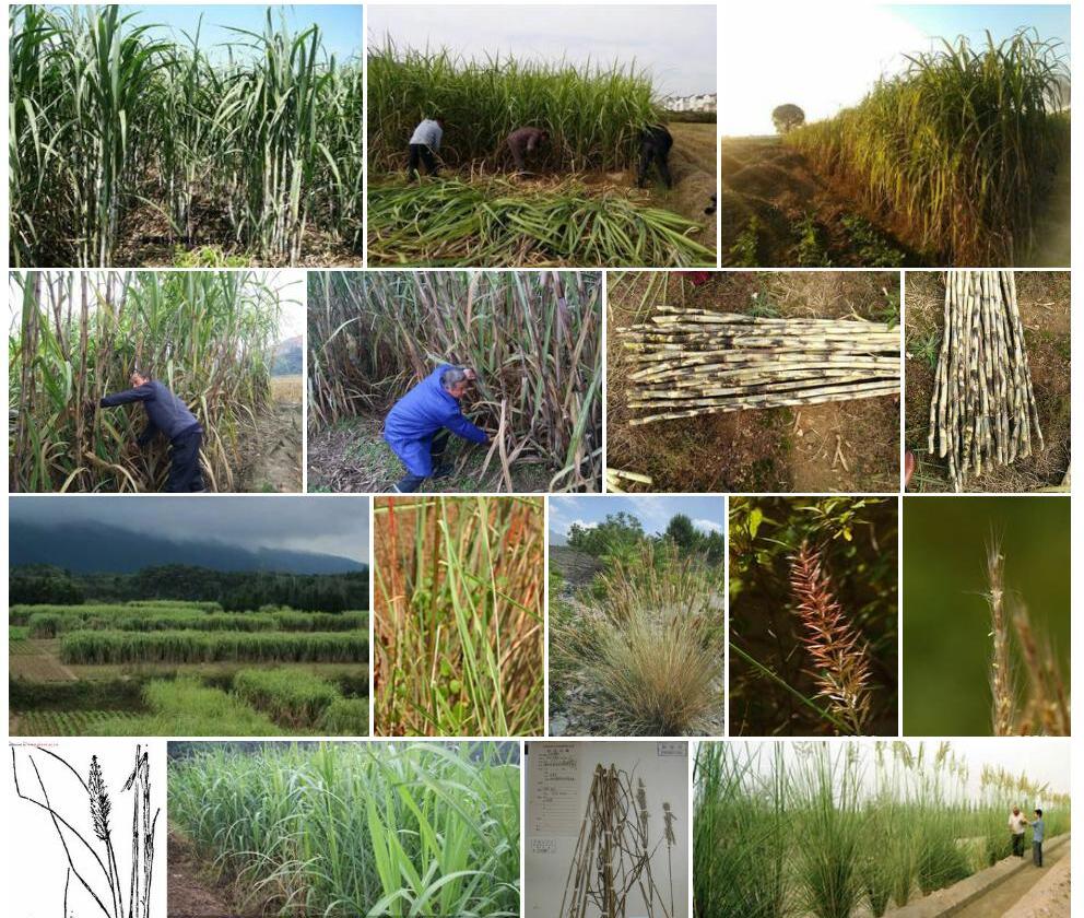 蔗茅Erianthus-rufipilus图片