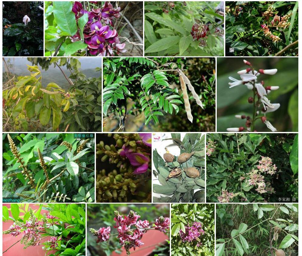 薄叶崖豆Millettia-pubinervis图片