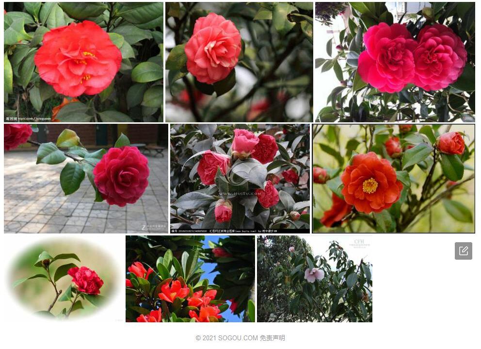 薄壳红山茶Camellia-tenuivalvis图片
