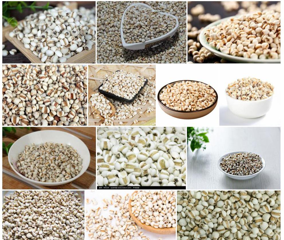 薏米Coix-chinensis图片