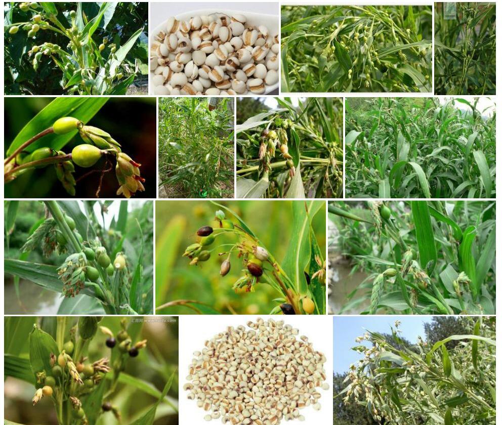 薏苡Coix-lacryma-jobi图片