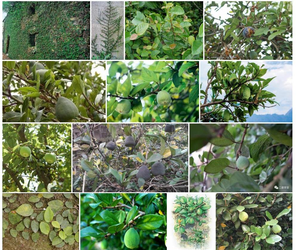 薜荔Ficus-pumila图片