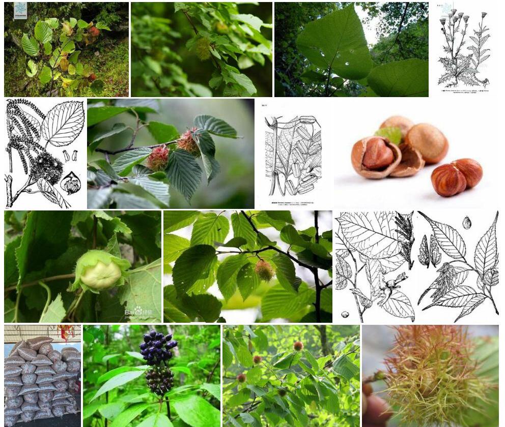 藏刺榛Corylus-ferox-var.-thibetica图片