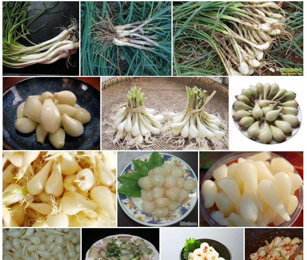 藠头Allium-chinense图片