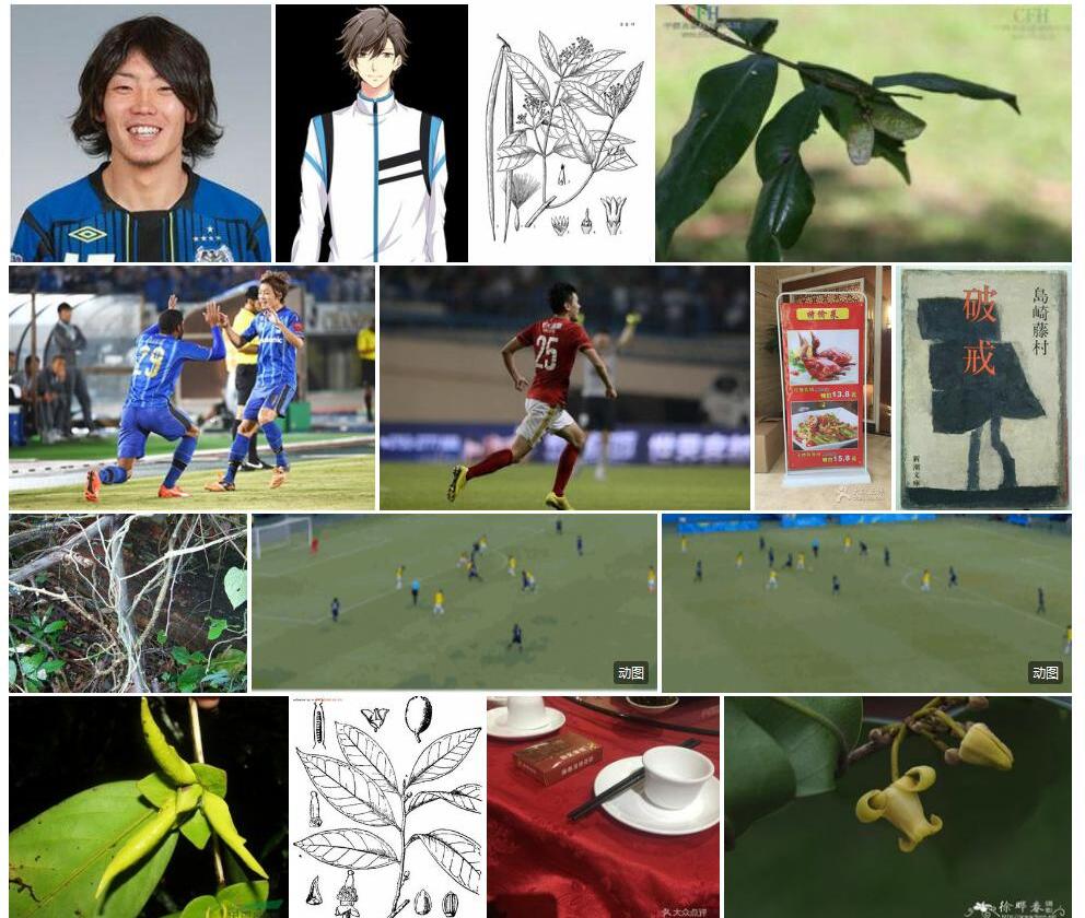 藤春Alphonsea-monogyna图片