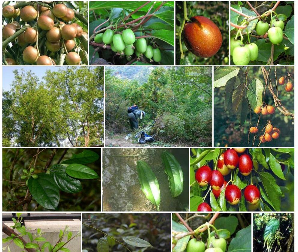 藤枣Eleutharrhena-macrocarpa图片