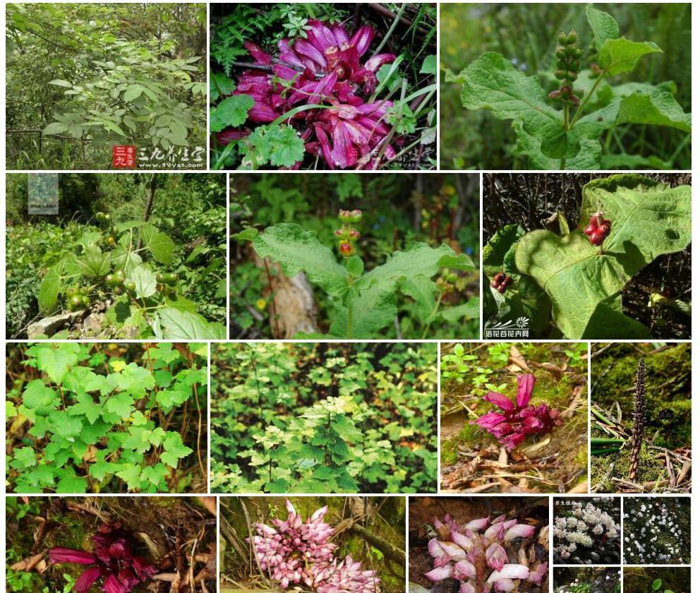 藨寄生Gleadovia-ruborum图片