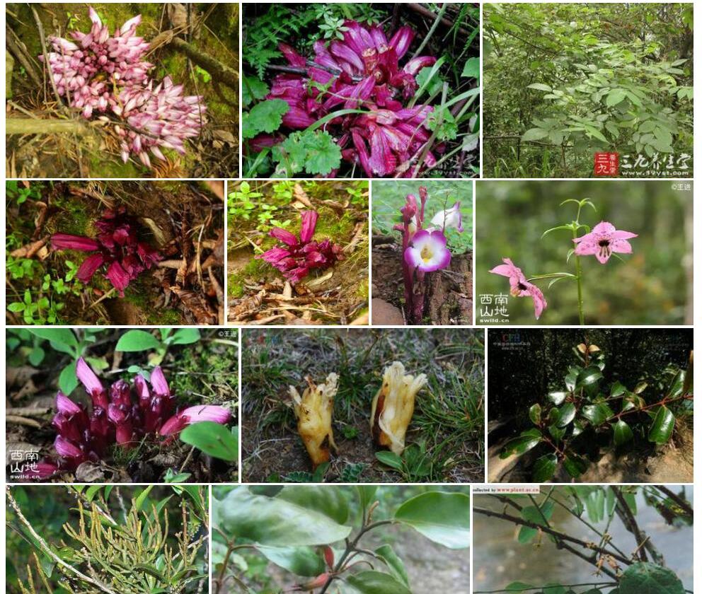 藨寄生属Gleadovia图片