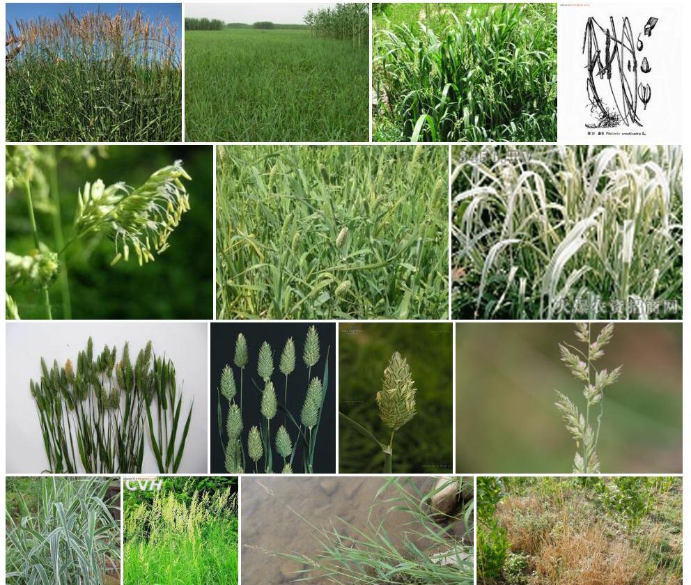 虉草Phalaris-arundinacea图片