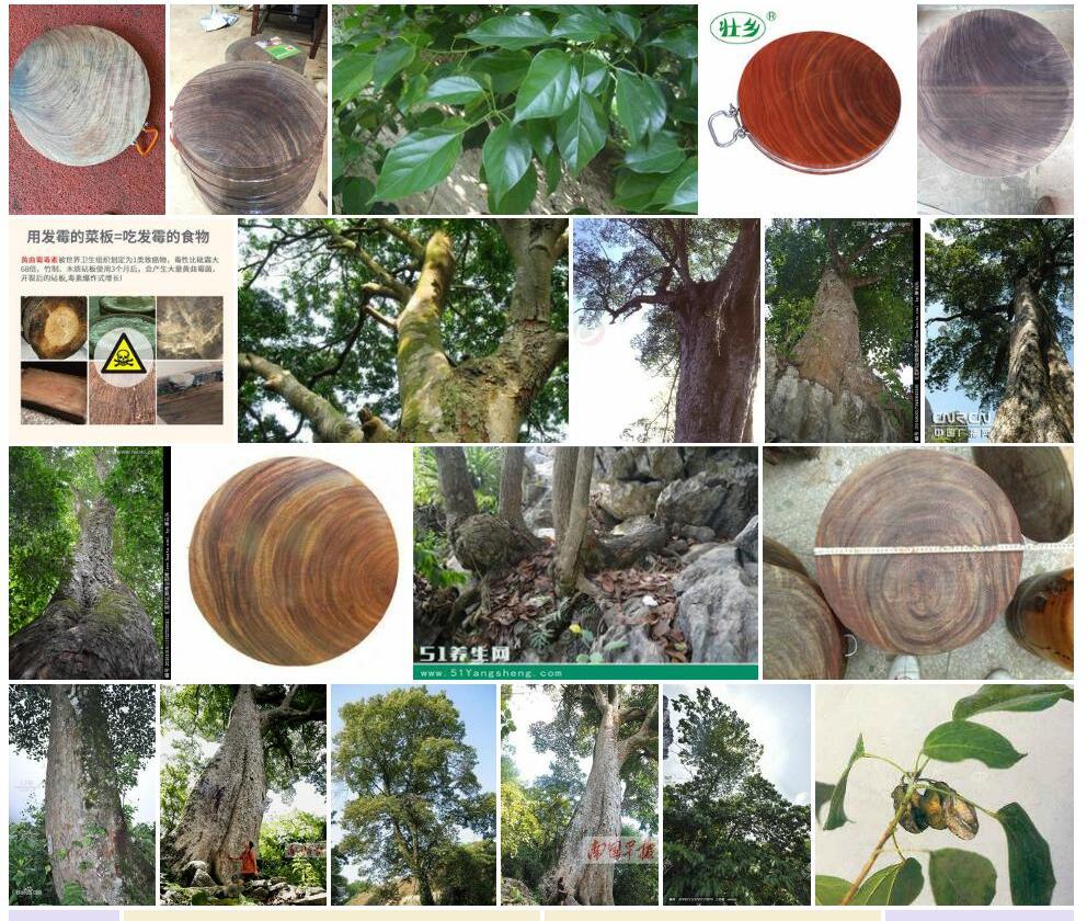 蚬木Excentrodendron-hsienmu图片