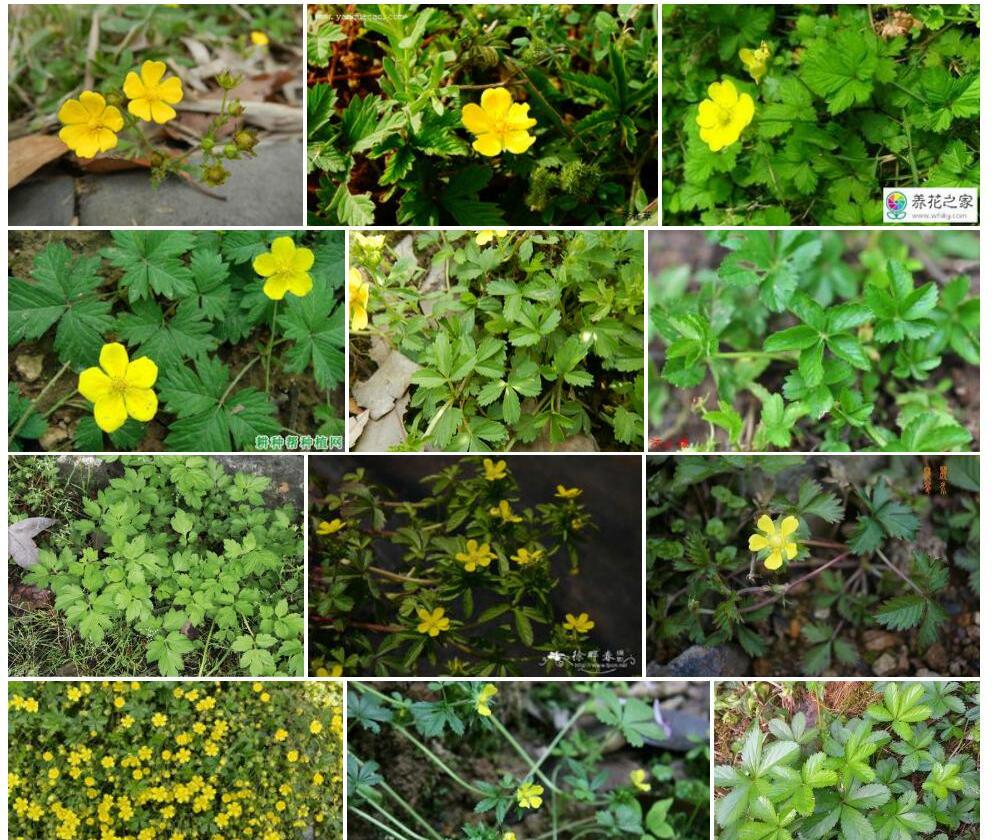 蛇含委陵菜Potentilla-kleiniana图片